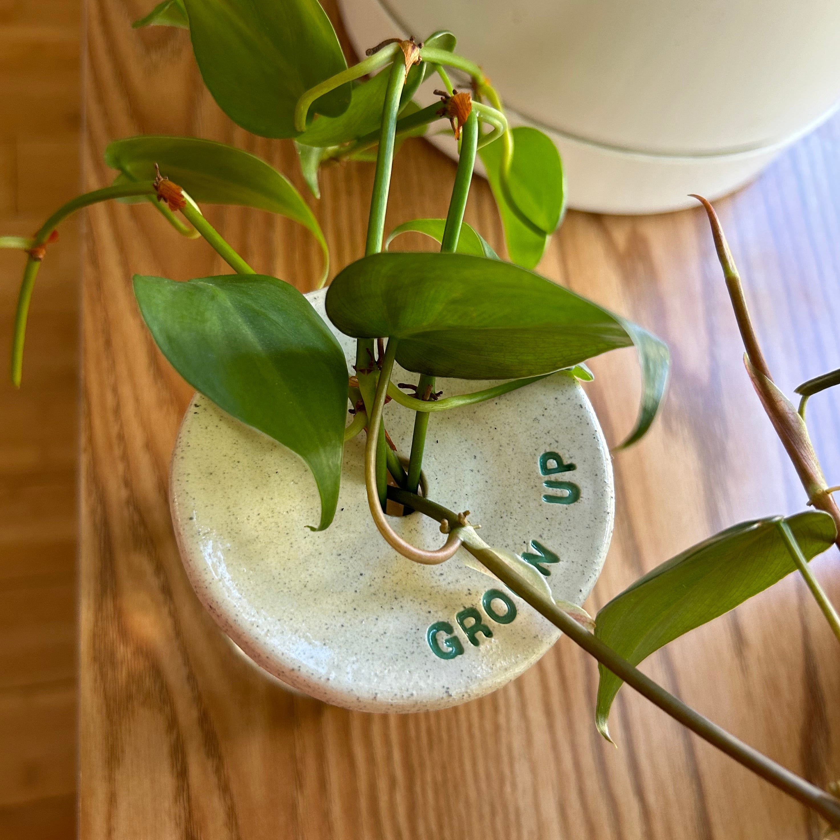 Placas de Germinación de Cerámica - Placas de Germinación Hechas a Mano